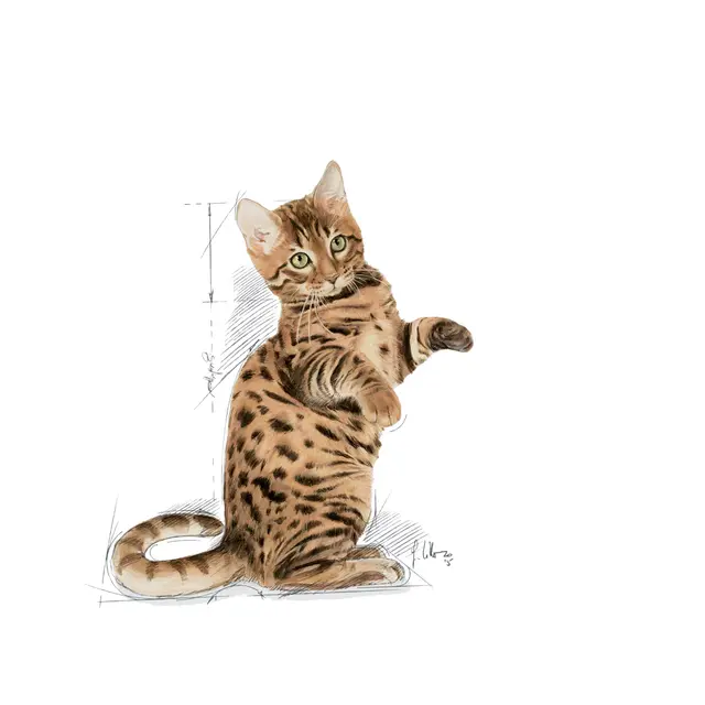 FHN Sterilised Adult Cat (Jelly) 絕育成貓營養主食濕糧(啫喱)